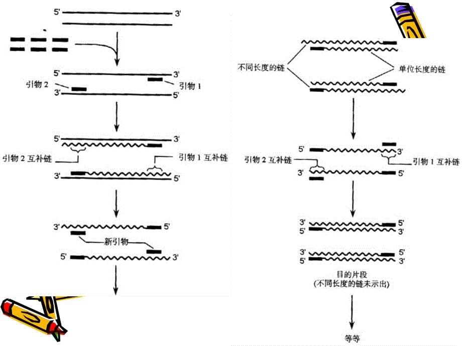 PCR引物设计及Primer_Premier_5.0使用介绍课件_第5页