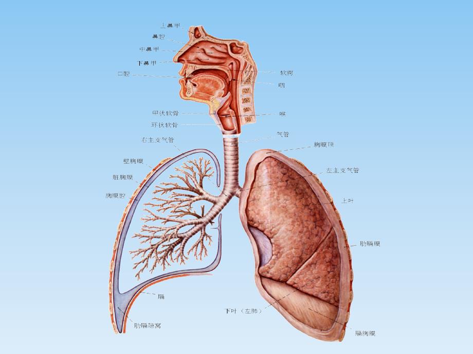 呼吸系统解剖 ._第2页