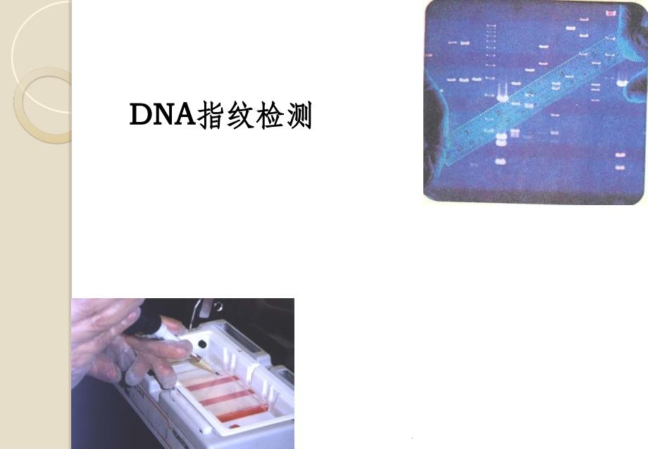 遗传信息的携带者──核酸ppt课件_第3页