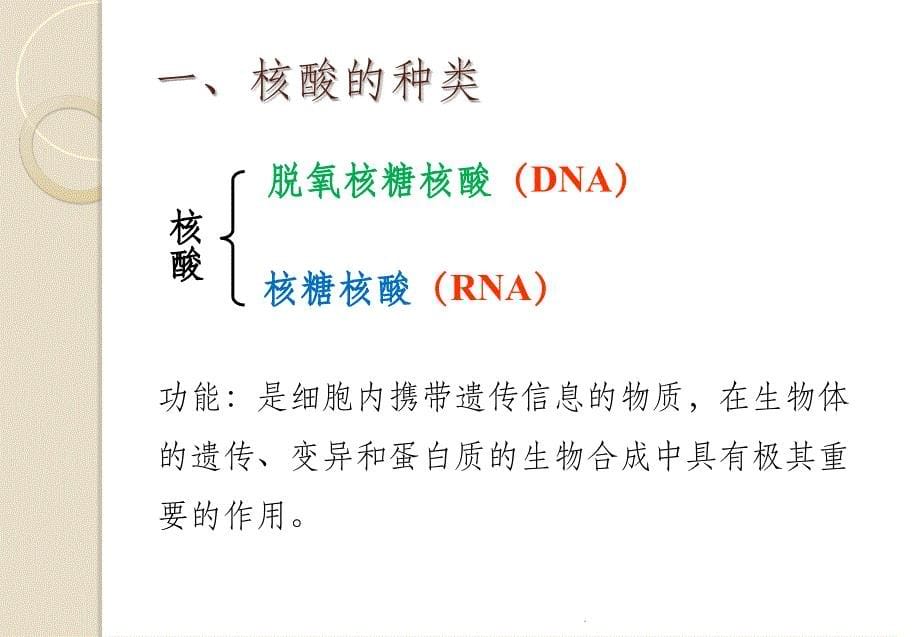 遗传信息的携带者──核酸ppt课件_第5页