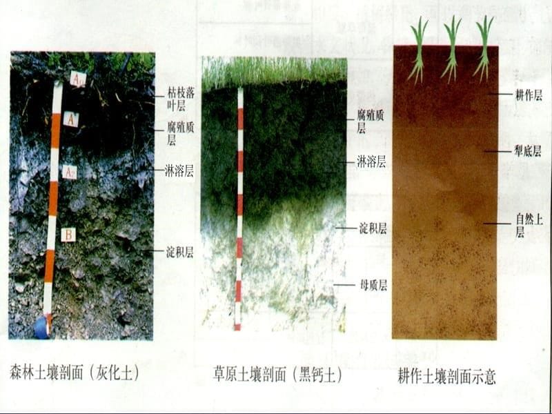 土壤地理系统课件_第5页