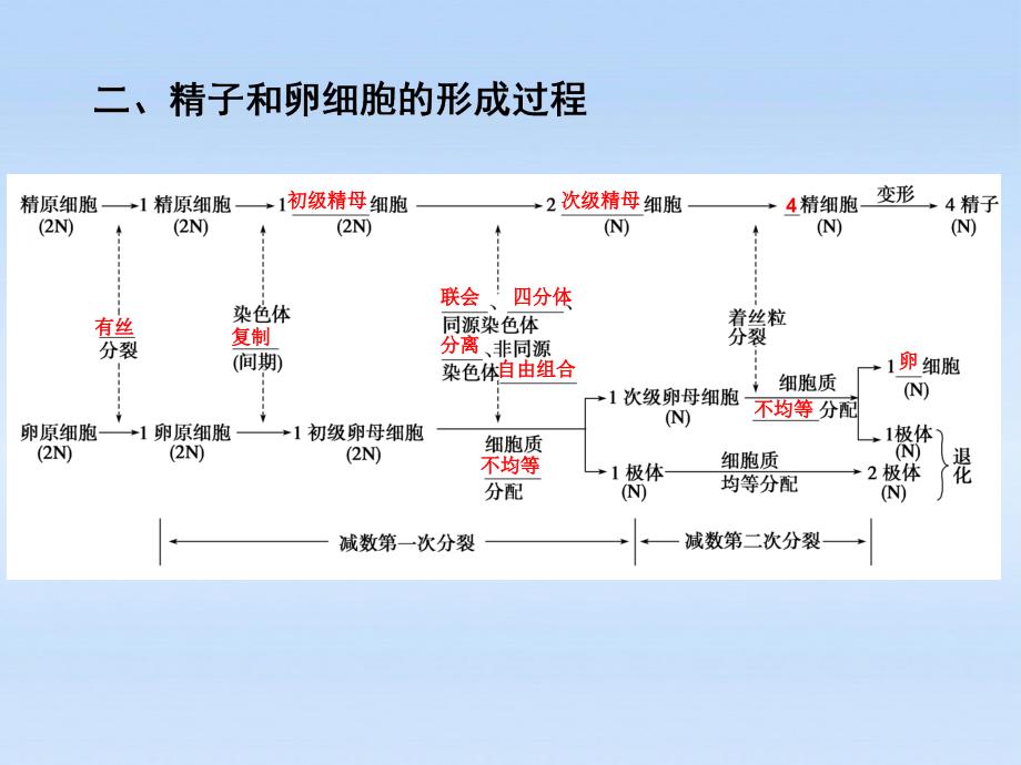 【步步高】高中生物一轮复习 第五单元 第16课时减数分裂课件 苏教必修2_第2页