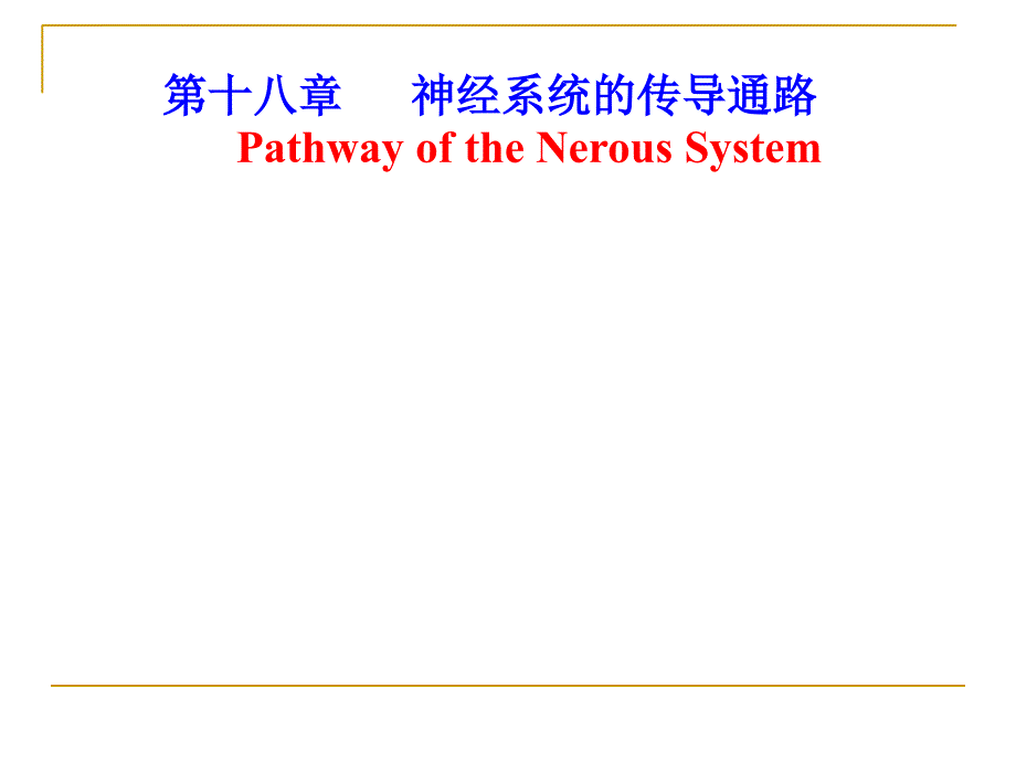 《传导通路》PPT课件_第1页