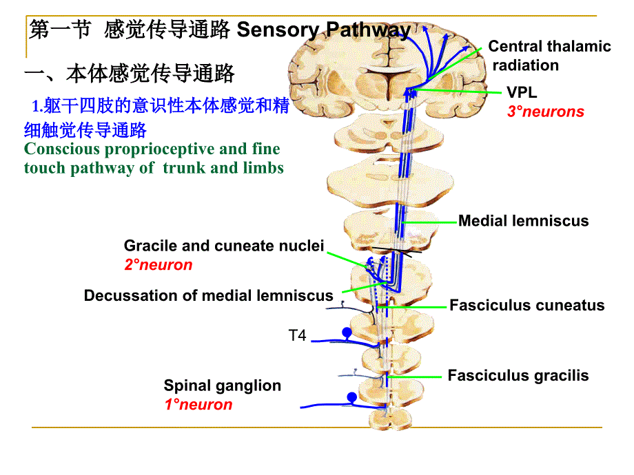 《传导通路》PPT课件_第2页