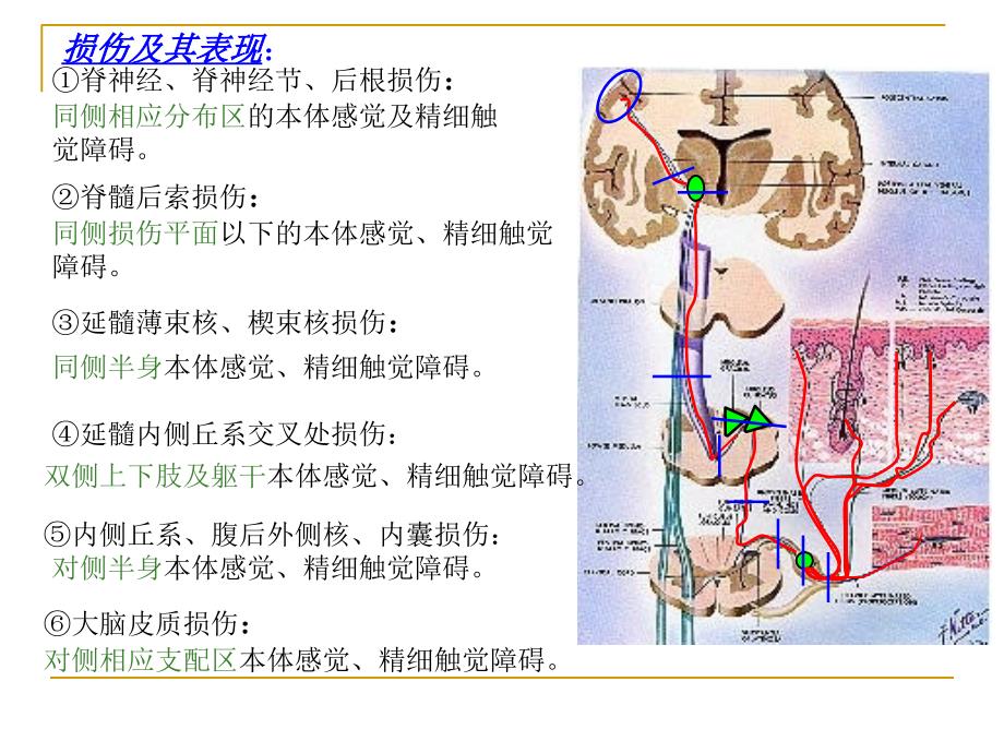 《传导通路》PPT课件_第4页