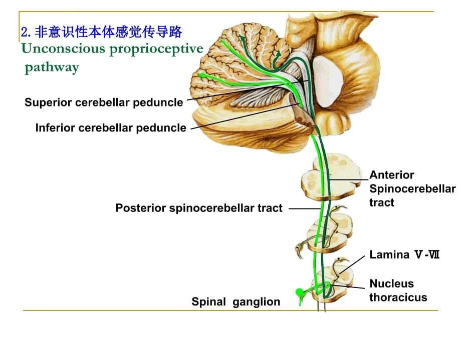 《传导通路》PPT课件_第5页