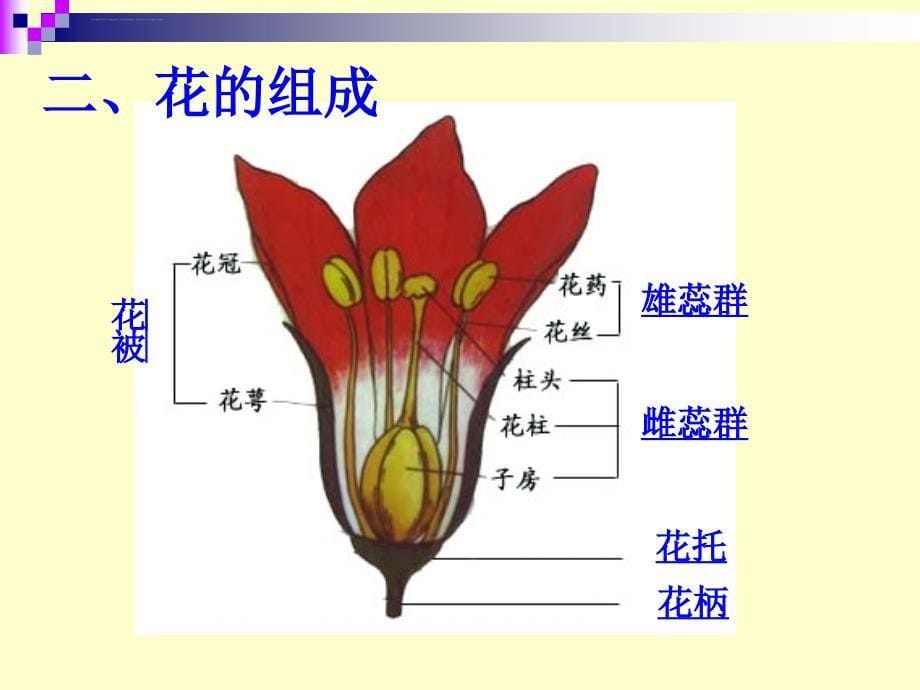 植物的繁殖与繁殖器官课件_第5页