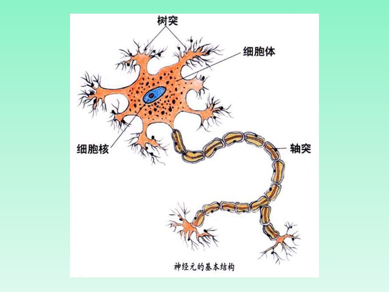 神经细胞和神经元模式组图欣赏PPT_第5页