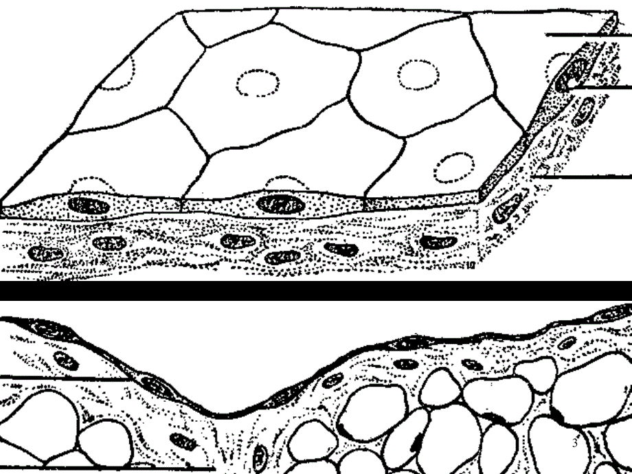 被覆上皮PPT_第3页