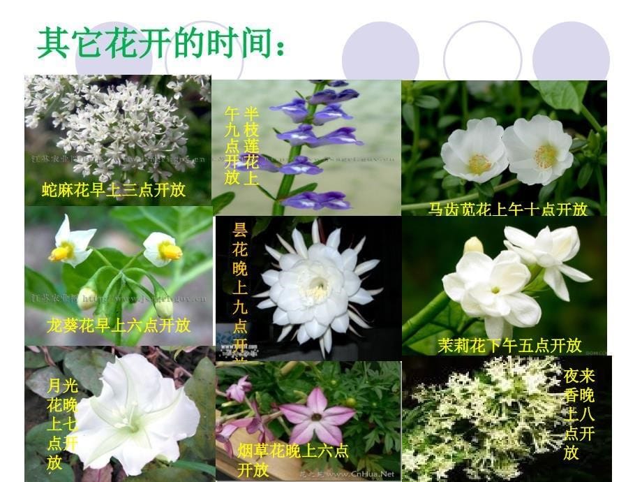 苏教版五年级上册科学课件-1.5《昼夜对动植物的影响》 (共16张PPT)_第5页