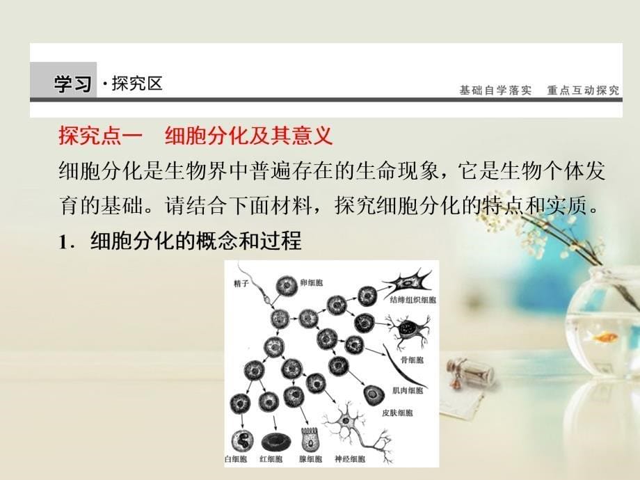 高中生物 第6章 第25课时细胞的分化课件_第5页