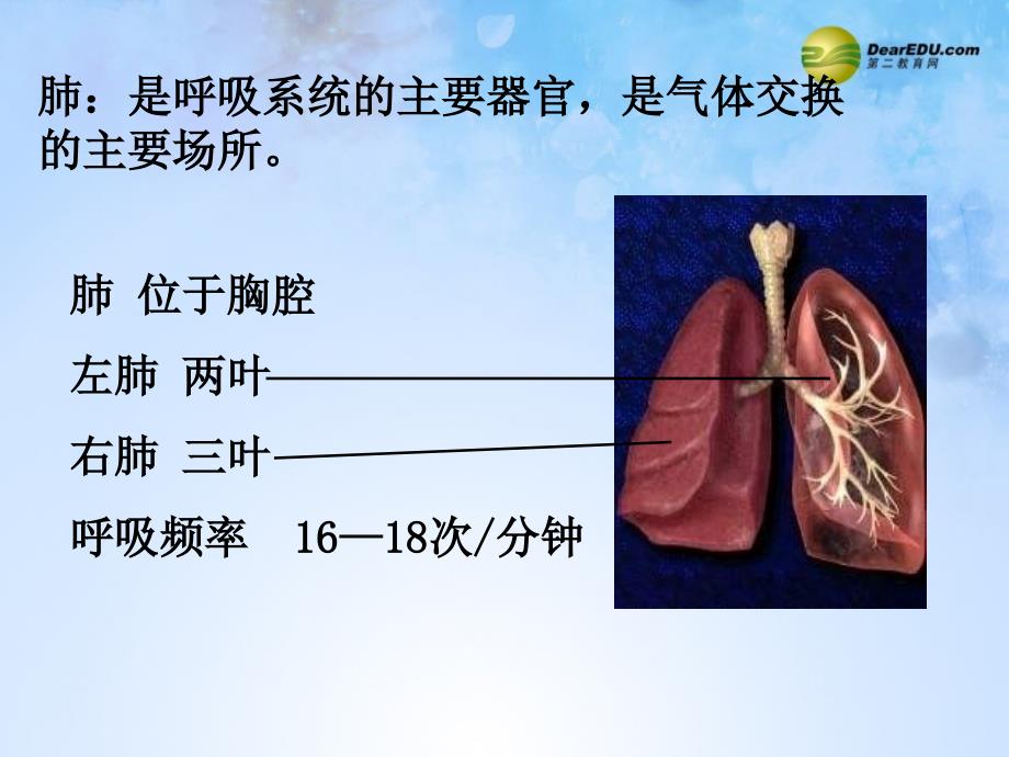 七年级生物下册 发生在肺内的气体交换课件2 新人教版_第3页