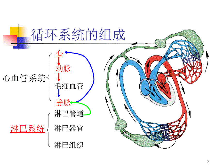 （优质医学）人体解剖学-循环系统_第2页