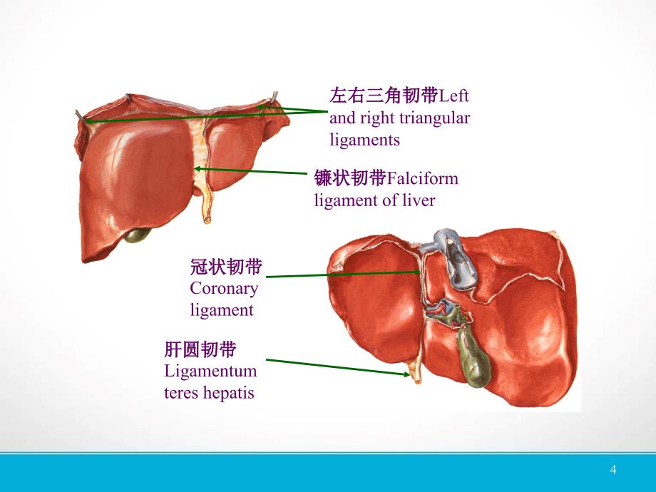 （优质医学）肝脏镰状韧带旁假病灶的CT表现_第4页