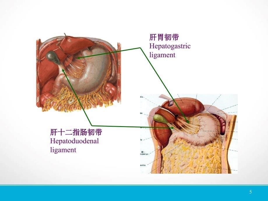 （优质医学）肝脏镰状韧带旁假病灶的CT表现_第5页