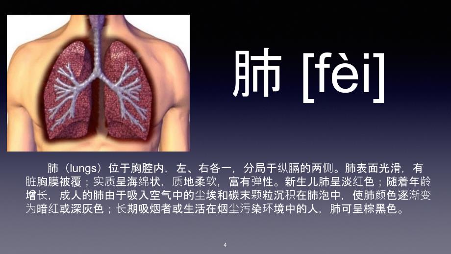 （优质医学）胸腔(肺部为主)解剖位置_第4页