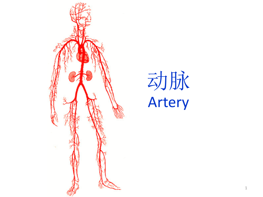 （优质医学）人体解剖学--动脉_第1页