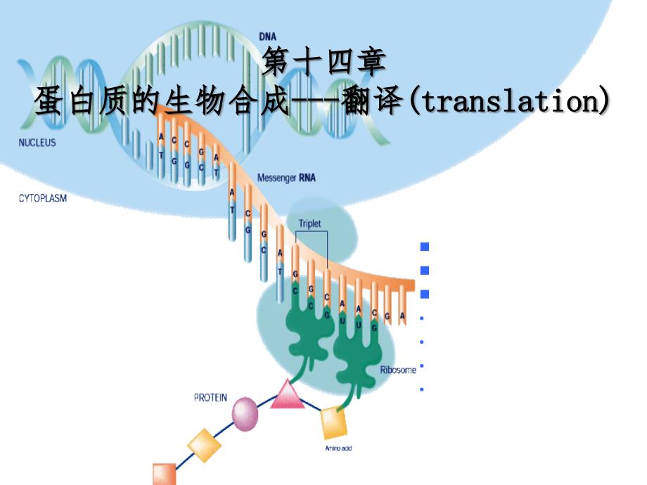 蛋白质的生物合成推荐（课堂PPT）_第1页