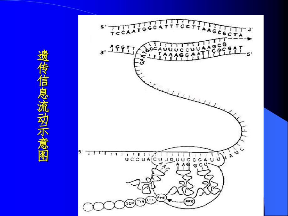 蛋白质的生物合成推荐（课堂PPT）_第3页