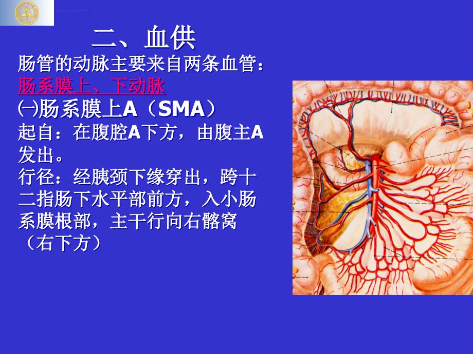 中、下腹部脏器解剖课件_第3页