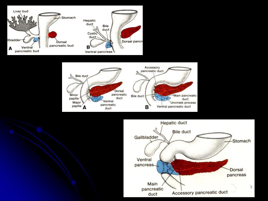 （优质医学）胰腺胰腺解剖及功能_第3页