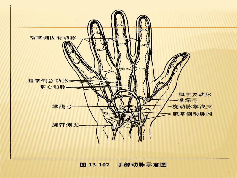 （优质医学）断指再植术后护理及血运观察_第3页