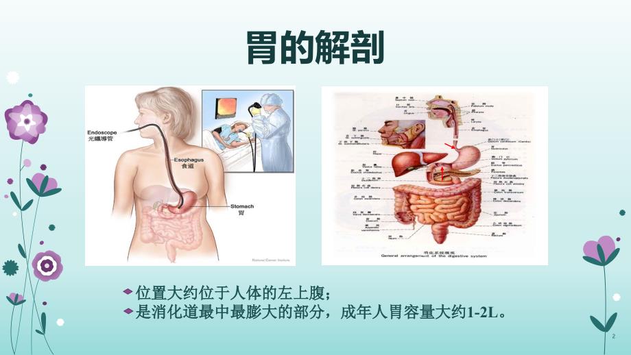 （优质医学）正常胃生理解剖及胃癌最近进展_第2页
