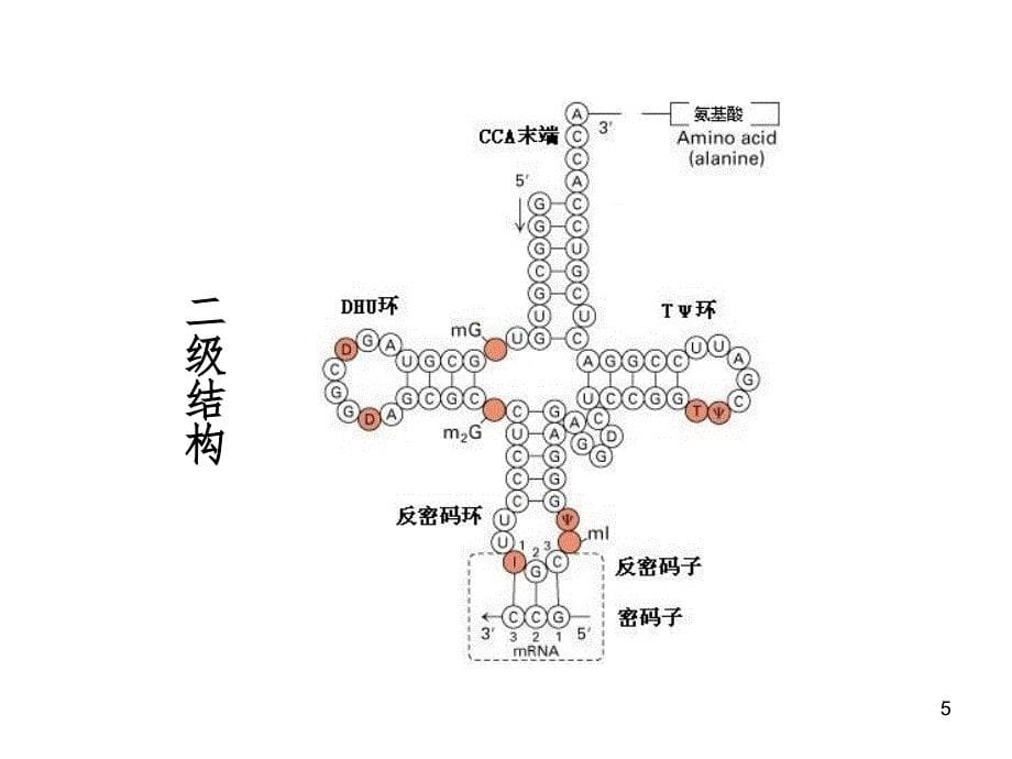 基因转录PPT_第5页