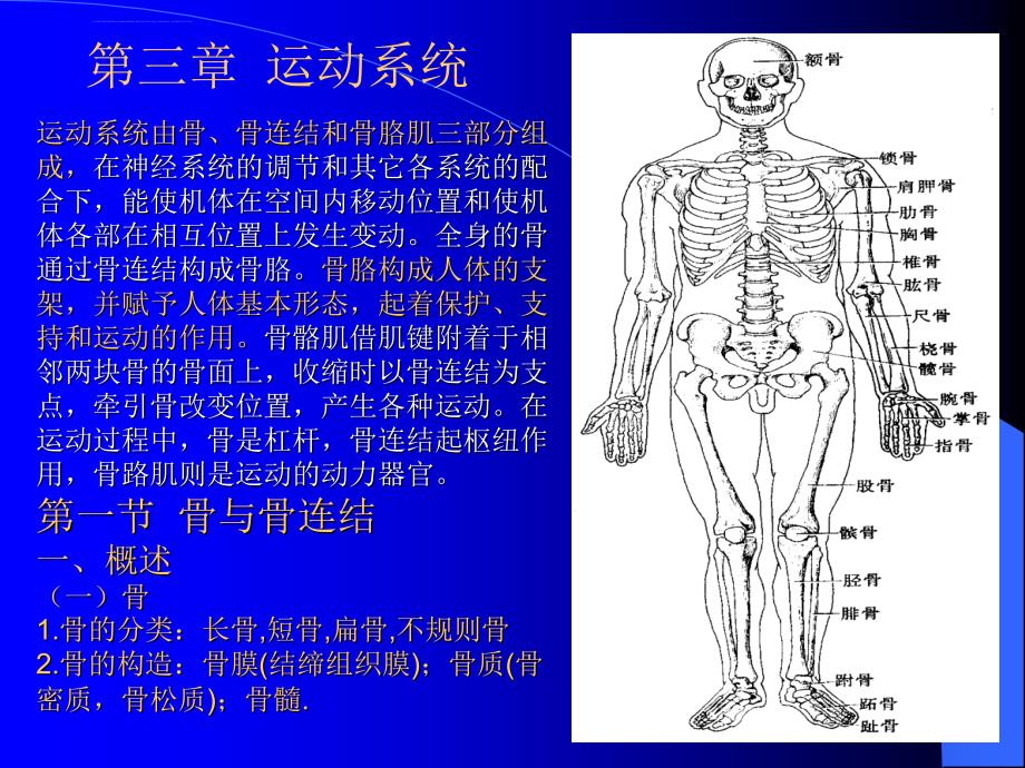 人体组织学与解剖学3运动系统课件_第1页