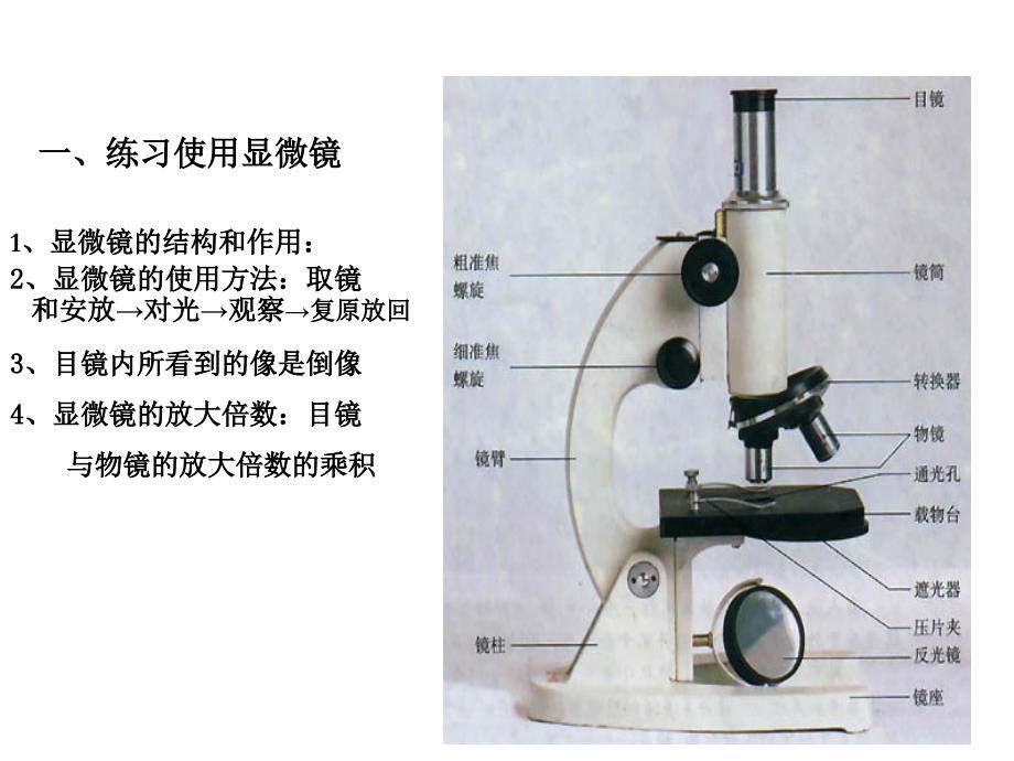 人教版七上_第二单元_生物体的结构层次_复习课件_第3页