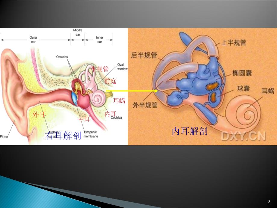 （优质医学）良性阵发性位置性眩晕(BPPV)诊断和治疗_第3页