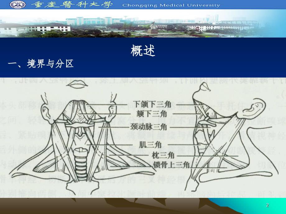 颈部应用解剖（课堂PPT）_第2页