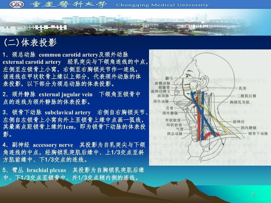 颈部应用解剖（课堂PPT）_第5页