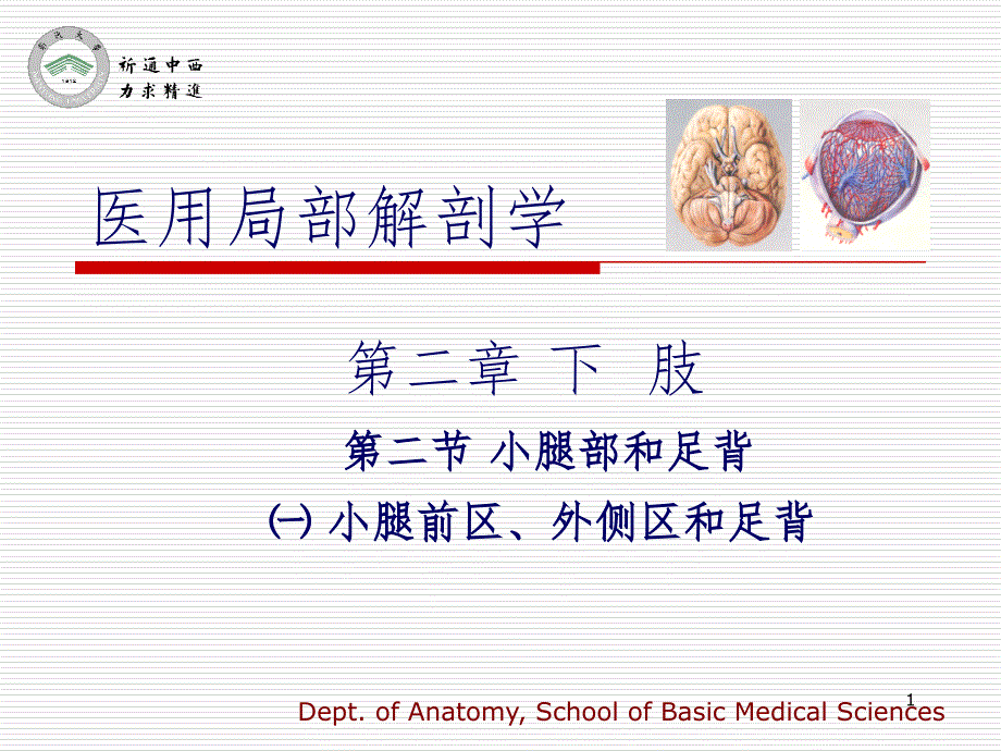 医用局部解剖学小腿前区、外侧区和足背PPT_第1页