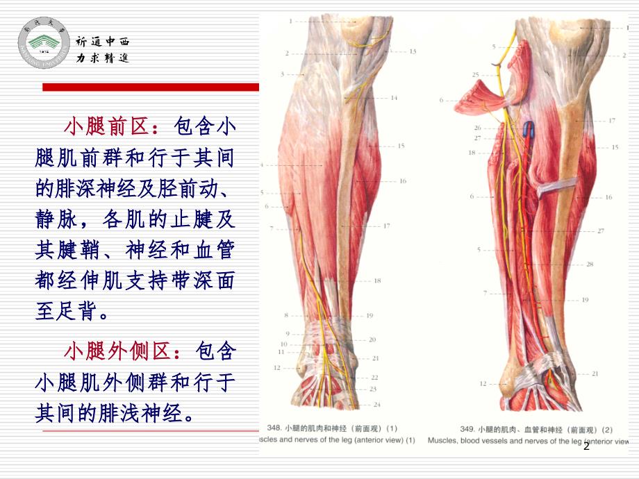 医用局部解剖学小腿前区、外侧区和足背PPT_第2页