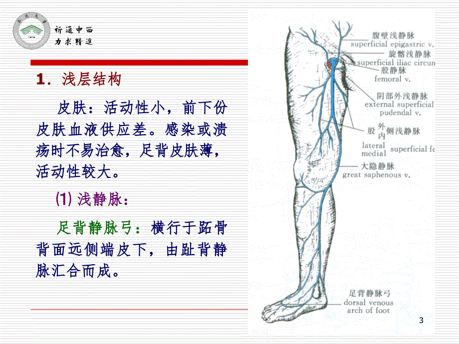 医用局部解剖学小腿前区、外侧区和足背PPT_第3页