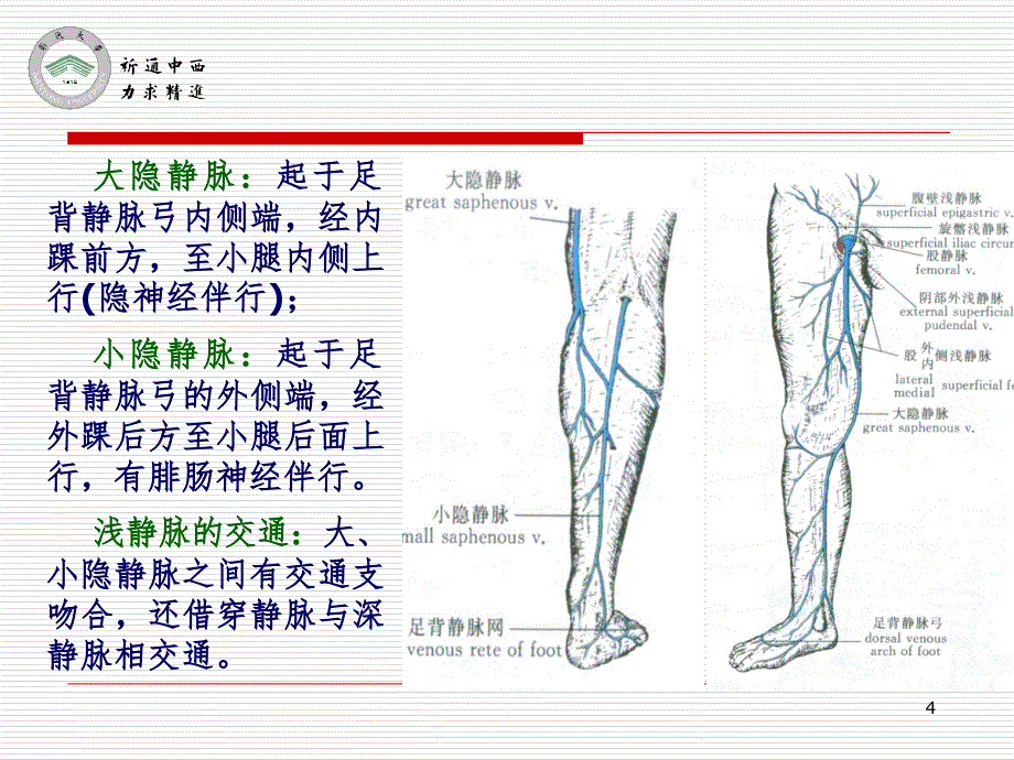 医用局部解剖学小腿前区、外侧区和足背PPT_第4页