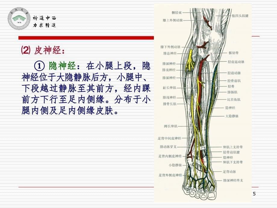 医用局部解剖学小腿前区、外侧区和足背PPT_第5页