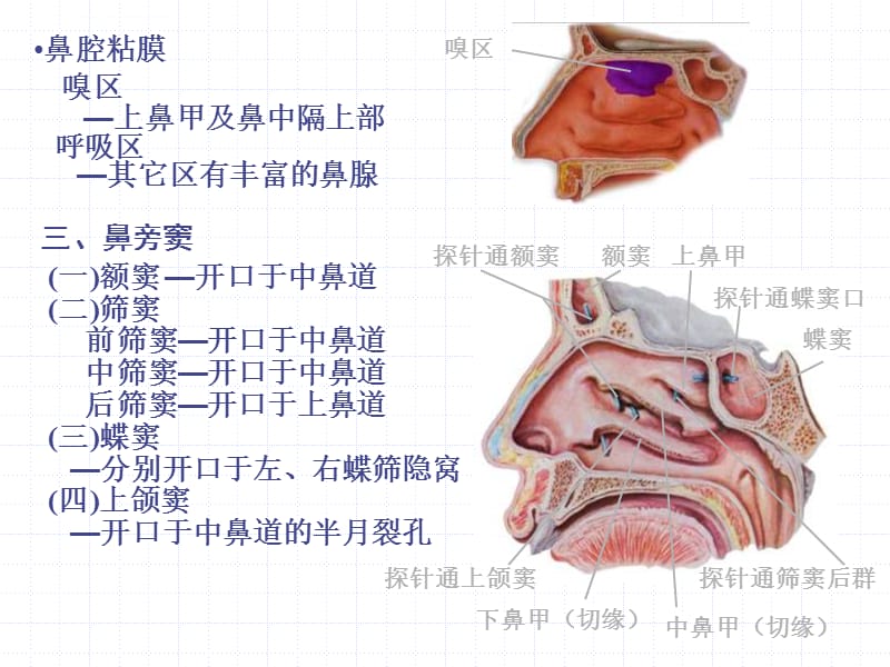 人体解剖学--03呼吸系统课件_第5页