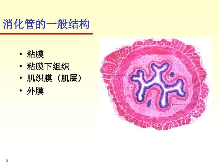 人体解剖消化系统课件_第5页