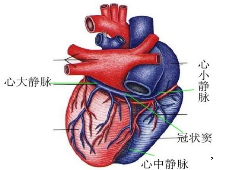 （优质医学）冠状静脉窦无顶综合征_第3页