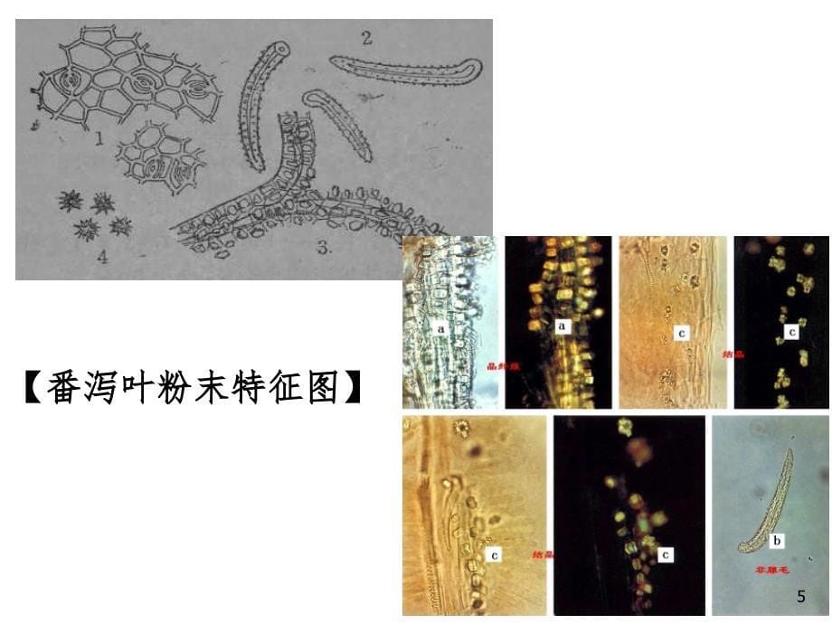 叶类中药的鉴定PPT_第5页