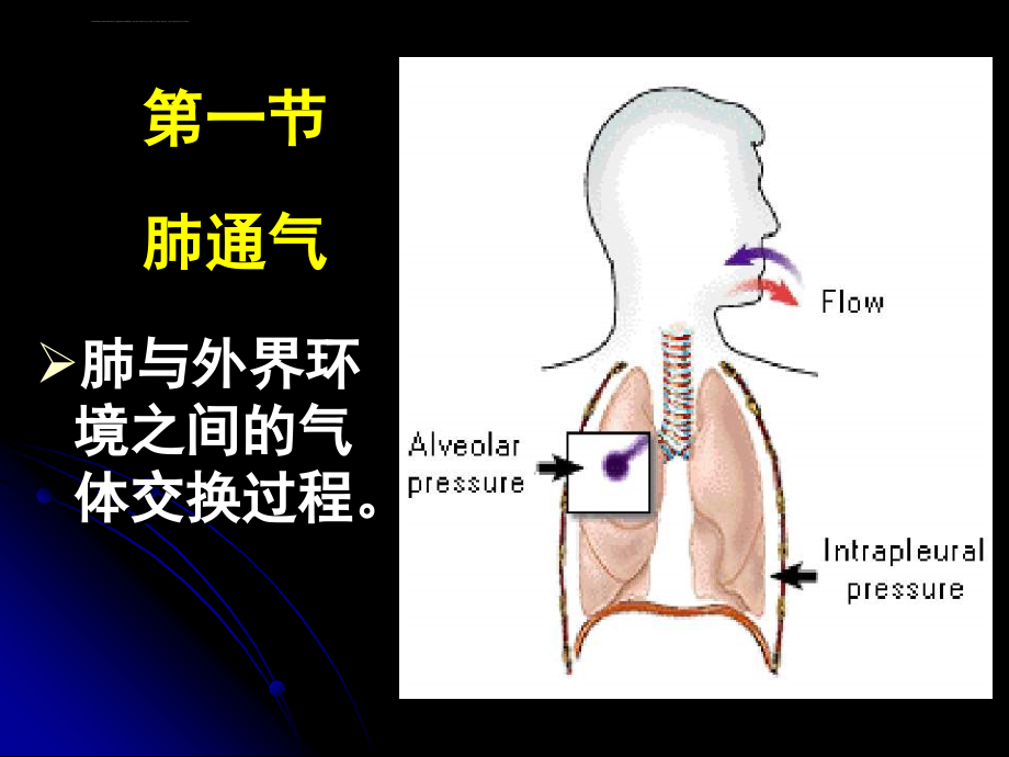 人体解剖生理学完整课件----呼吸_第3页