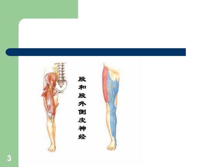 （优质医学）股前外侧皮瓣_第3页