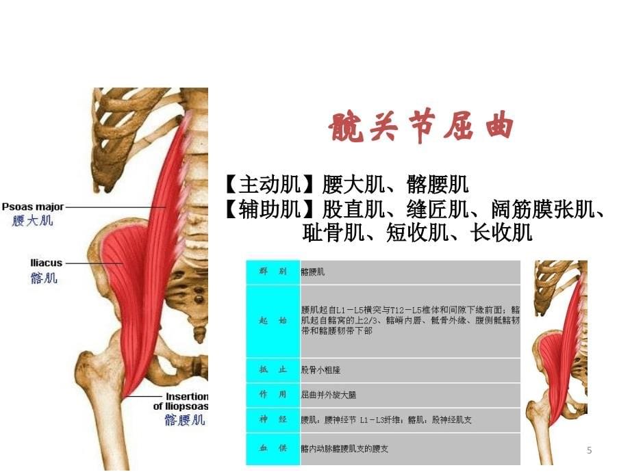 （优质医学）下肢肌力评定_第5页