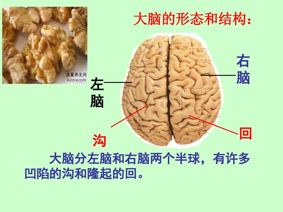 五年级科学《大脑》PPT 课件_第4页