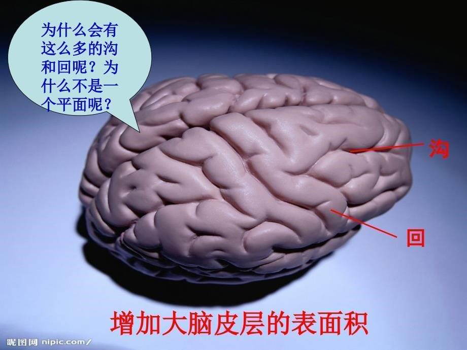 五年级科学《大脑》PPT 课件_第5页