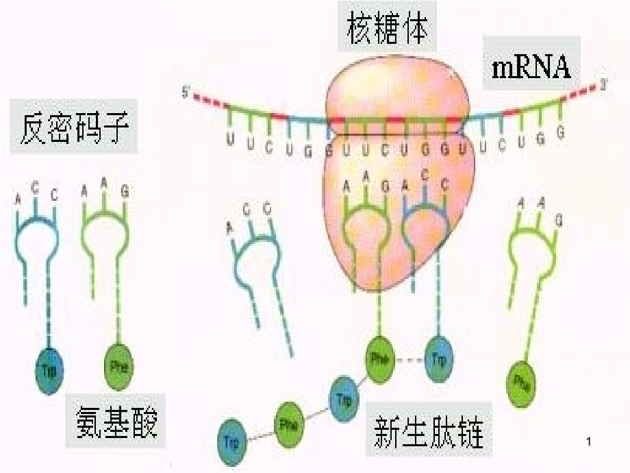 LHQ 蛋白质工程的崛起（课堂PPT）_第1页