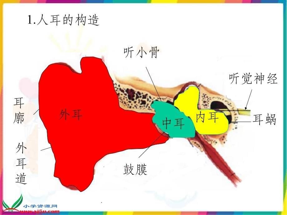 教科版科学四年级上册我们是怎样听到声音的ppt课件_第5页