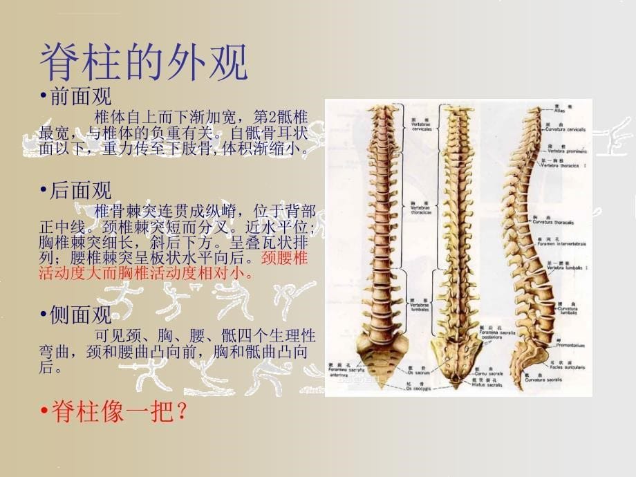 保护核心力量课件_第5页